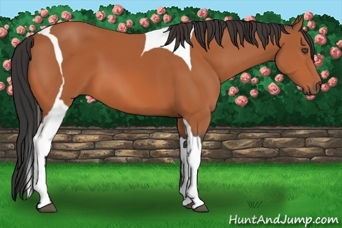 Horse Color:Bay Tobiano Frame 