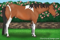 Horse Color:Bay Tobiano Frame 