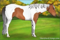 Horse Color:Bay Tobiano Frame 