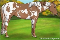 Horse Color:White Spotted Chestnut Frame