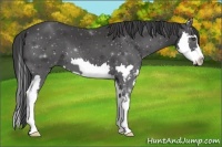Horse Color:Smoky Black Splash Frame 