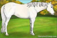 Horse Color:White Spotted Cremello Dun 