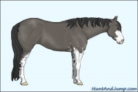 Horse Color:Unknown 