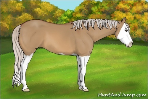 Horse Color:Unknown 
