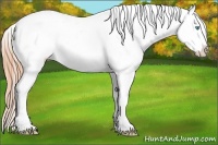 Horse Color:White Spotted Buckskin Pearl Dun Appaloosa 