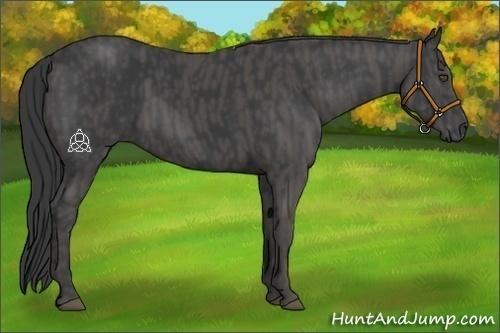 Horse Color:Black  Brindle