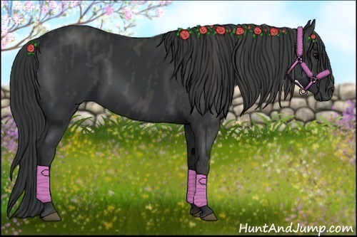 Horse Color:Black  Brindle
