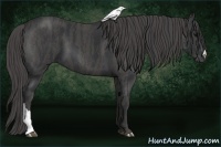 Horse Color:Black  Brindle