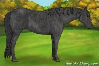 Horse Color:Black  Brindle