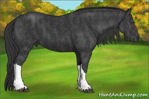 Horse Color:Black  Brindle