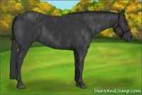 Horse Color:Black Brindle