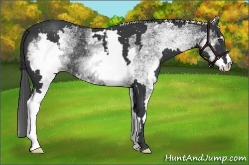 Horse Color:White Spotted Black Frame 