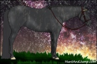 Horse Color:Black  Brindle