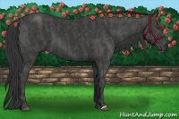 Horse Color:Black  Brindle
