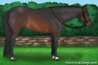 Horse Color:Brown 