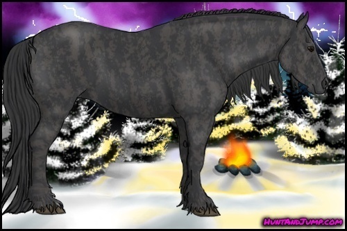 Horse Color:Black  Brindle