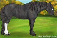 Horse Color:Black  Brindle