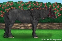 Horse Color:Black  Brindle