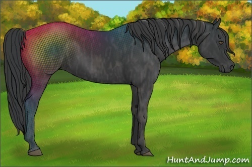 Horse Color:Black  Brindle