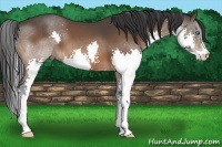 Horse Color:Bay Splash