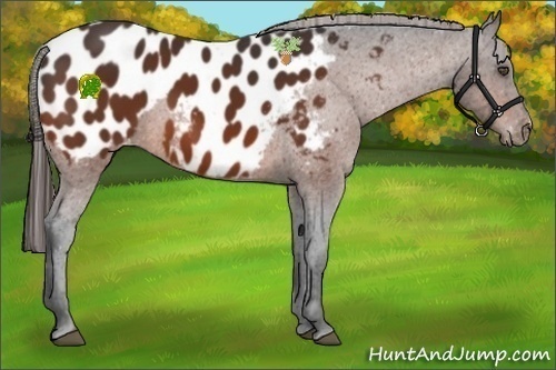 Horse Color:Bay Appaloosa