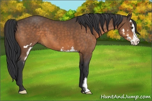 Horse Color:Buckskin Splash Frame 