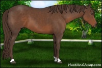 Horse Color:Liver Chestnut 