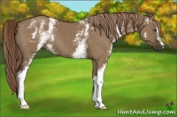 Horse Color:White Spotted Liver Red Dun