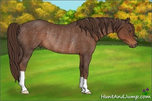 Horse Color:Liver Chestnut Rabicano 