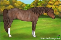 Horse Color:Liver Chestnut Rabicano 