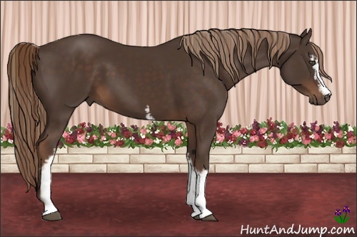 Horse Color:White Spotted Liver Chestnut 