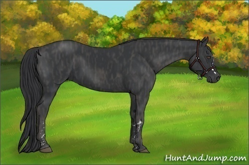 Horse Color:Black  Brindle
