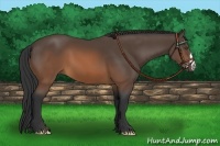 Horse Color:Brown 