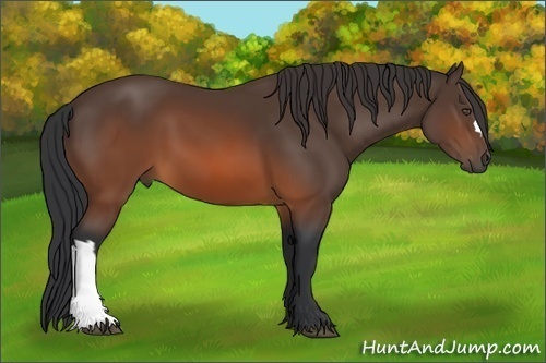 Horse Color:Brown 