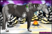 Horse Color:White Spotted Liver Chestnut Sabino 