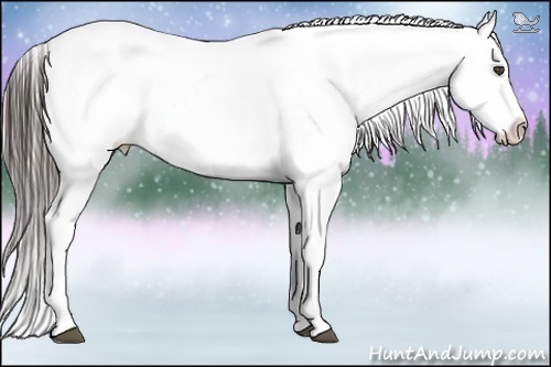 Horse Color:Liver Chestnut Appaloosa 