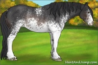 Horse Color:White Spotted Brown Rabicano