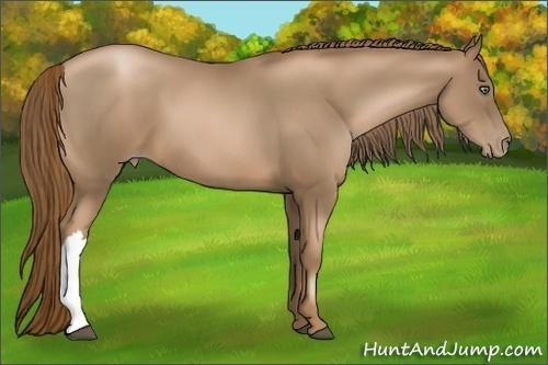 Horse Color:Liver Chestnut Pearl Frame 