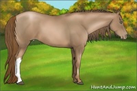 Horse Color:Liver Chestnut Pearl Frame 