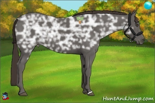 Horse Color:Liver Chestnut Ice 