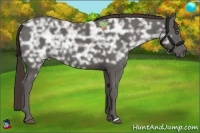 Horse Color:Liver Chestnut Ice 