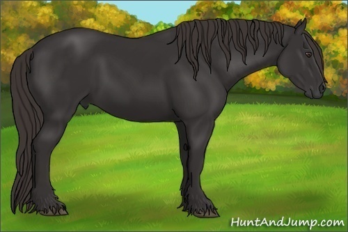 Horse Color:Liver Chestnut Frame 