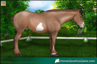 Horse Color:Brown Pearl Frame