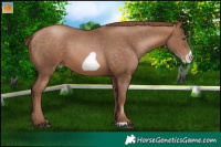 Horse Color:Brown Pearl Frame