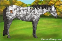 Horse Color:Liver Chestnut Ice 