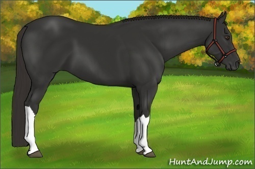 Horse Color:Liver Chestnut Frame 