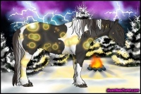 Horse Color:Liver Chestnut Tobiano Frame 