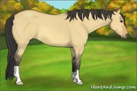 Horse Color:Buckskin Dun