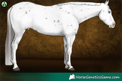 Horse Color:Liver Chestnut Frame 