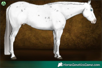 Horse Color:Liver Chestnut Frame 